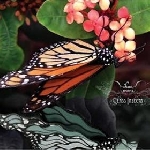 ikue mori - class insecta ikue mori - class insecta