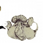 coil - the ape of naples coil - the ape of naples