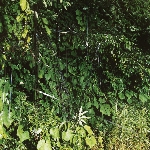 battles - ep c/b ep battles - ep c/b ep