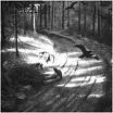 burzum - hvis lysett tar oss burzum - hvis lysett tar oss