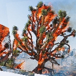 oren ambarchi / kassel jaeger / james rushford - face time oren ambarchi / kassel jaeger / james rushford - face time