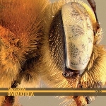 nmperign - ommatidia
