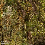magda mayas - terrain magda mayas - terrain