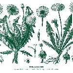 walter maioli & agostino nirodh fortini - taraxacum walter maioli & agostino nirodh fortini - taraxacum