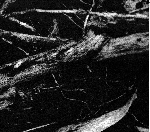 small cruel party - islands of sleep small cruel party - islands of sleep