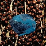 papivores (tom relleen & agathe max) - death and spring papivores (tom relleen & agathe max) - death and spring