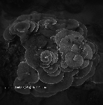 yannick dauby - 咾咕厝 ló-kó͘-chhù (penghu experimental sound studio vol.2) yannick dauby - 咾咕厝 ló-kó͘-chhù (penghu experimental sound studio vol.2)