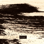 sweet william - ocean sweet william - ocean