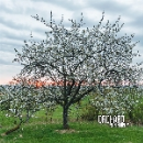 orchard - serendipity