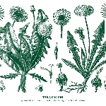 walter maioli & agostino nirodh fortini  - taraxacum