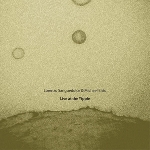 lorenzo sanguedolce & michael bisio - live at the yippie