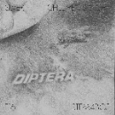 diptera - 001 [Antenna]