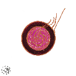 Sun Ra – Sleeping Beauty