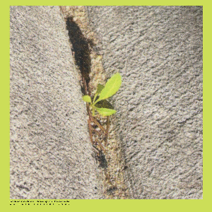 Booker Stardrum – Close-Up On The Outside