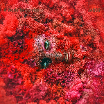 Jasss – A World Of Service