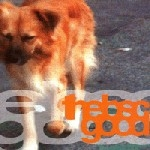 The Bsc Good (Rainey - Kelley - Tonne - Stelzer - Coleman - Bullock - Rawlings - Cooper) – S/T