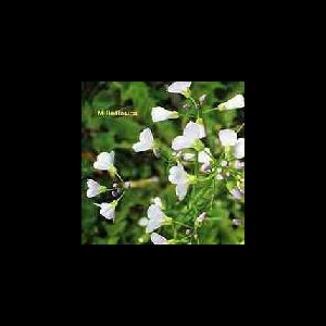 Millefleurs – S/T