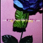 Gianni Mimmo - Elisabeth Harnik - Clementine Gasser – Wild Chamber Trio