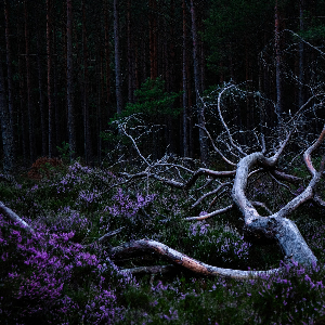 Aho Ssan & Resina – Ego Death