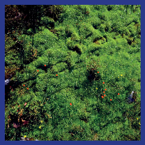 Matthias Puech – Mt. Hadamard National Park (White Vinyl)