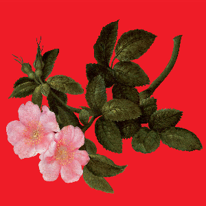 Alex Augier – The Lyrical Age