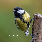 Rafael Toral – Spectral Evolution