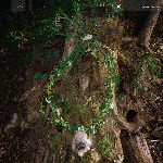 Pharmakon – Maggot Mass  (Eutrophic Euphoria Vinyl Edition)