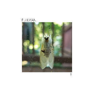 Pullman – Iii