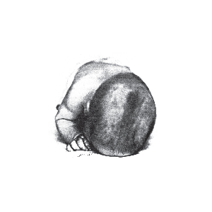 Liquid Idiot / Idiot Orchestra – S/T