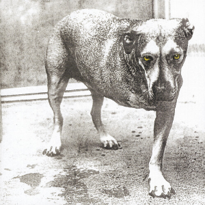 Alice In Chains – Alice In Chains (Highlighter Yellow Vinyl)
