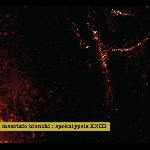 Maurizio Bianchi – Apokalypsis Xxiii