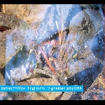 Tomas Phillips / Luigi Turra – Vignettes Amplifié