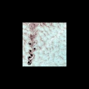 Microblind Harvestmen – S/T (Ltd. 070)