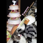 Empan / Tankj – Entraxes Inégaux / Craquer Les Liants