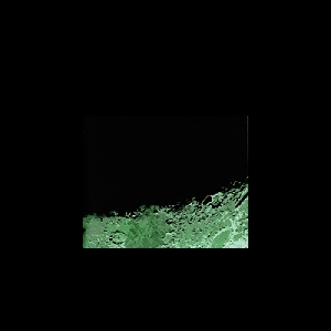 Conger! Conger! – Ox Scapula