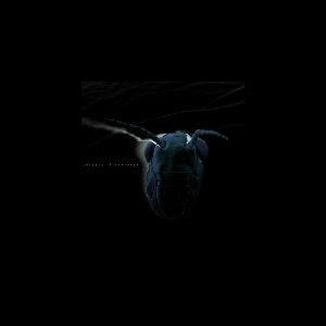 Locusta Migratoria – S/T
