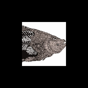 Cardine Franche – S/T
