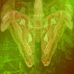 Mamitori Ulithi Empress Yonaguni San – 25/12/2013