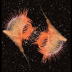 Eyjafjöll – Galaxies Genesis