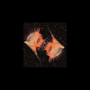 Eyjafjöll – Galaxies Genesis