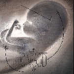 Youri Defrance – Ongod