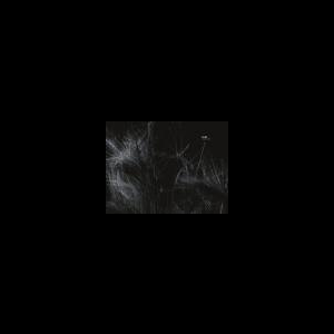 Chdh – Vivarium