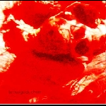 Fabrice Favriou – Le Nuage Du Chien