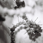 Hein Westgaard - Katt Hernandez - Raymond Strid – The Knapsack, The Hat, And The Horn