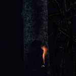 Bzdb – Jump Ship, Sit Lean, Be Still, Stand Tall