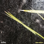 Jobo (Heddy Boubaker & Yann Joussein) – Abécédaire