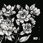 Hcf – No Veil Of Light