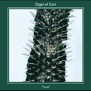 Organ Of Corti – Locus