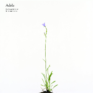 Eva Fernández Suárez & Thomas Barrière – Adela