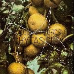 Koch, Kocher & Badrutt – Archytas Curve